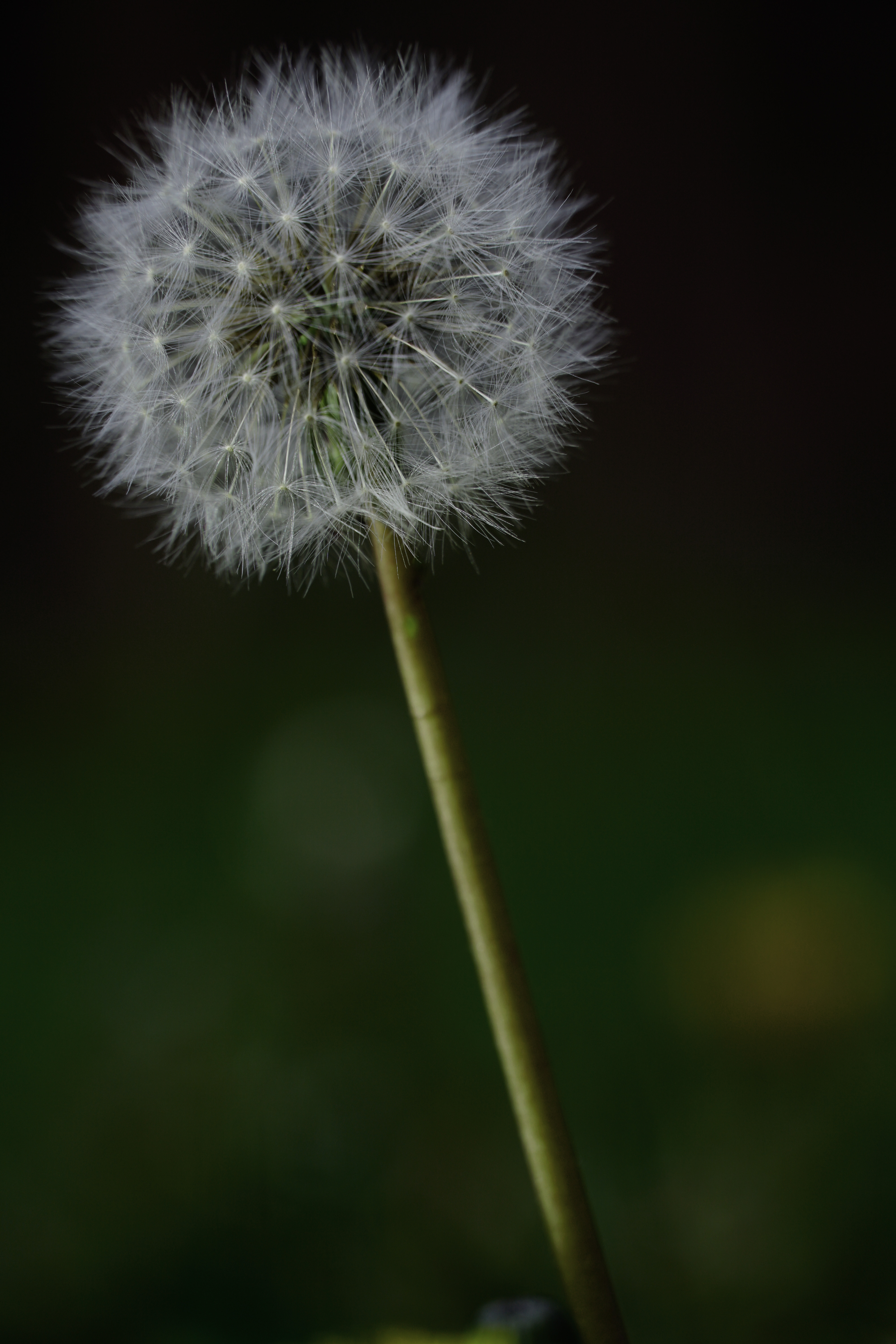 Career Coaching
